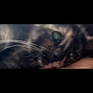 Meet your Posher, Harley